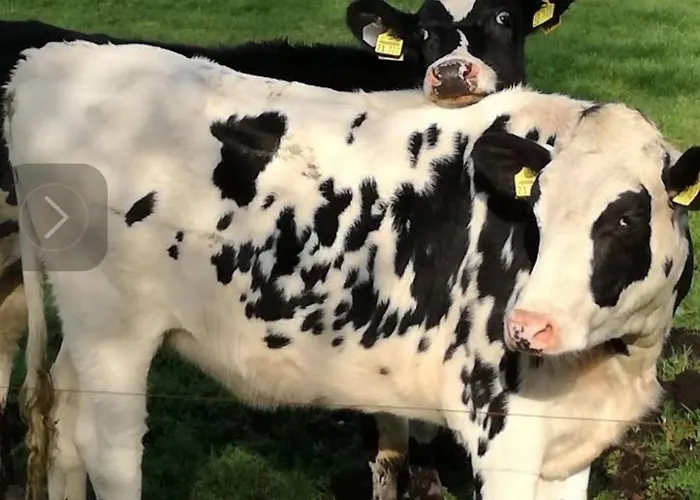 Appartement Fehn Rhauderfehn